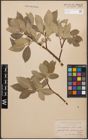 Foto von Salix caprea L. x Salix lanata L.